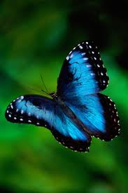 blue butterfly